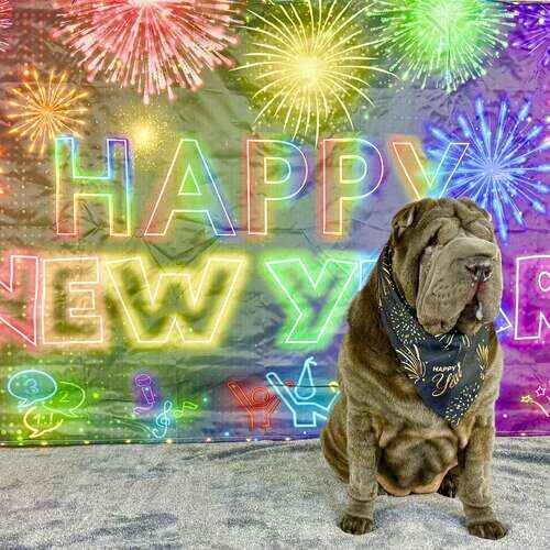 Sharpei named Sassy posing during New Year photoshoot
