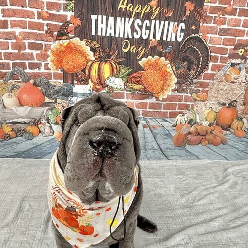Sharpei named Sassy celebrating Thanksgiving during pet photoshoot