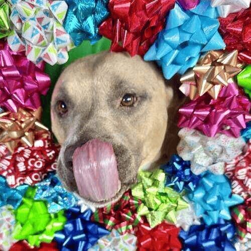 XL bully named Simba posing with Christmas bows during holiday photoshoot