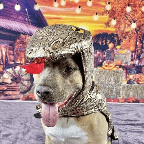 XL bully named Simba wearing snake costume during Halloween photoshoot