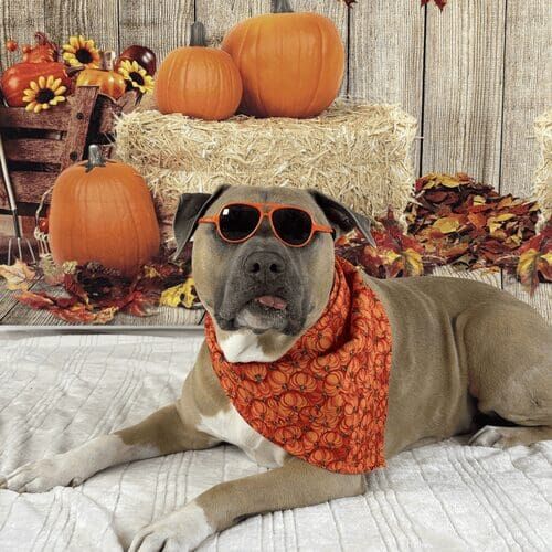 XL bully named Simba posing in fall themed dog photoshoot