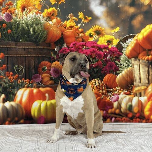 XL bully named Simba participating in fall mini photoshoot