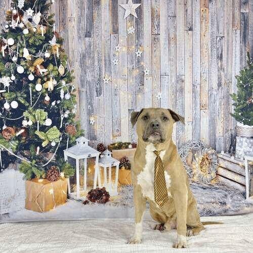 XL bully named Simba dressed in traditional Christmas outfit during photoshoot