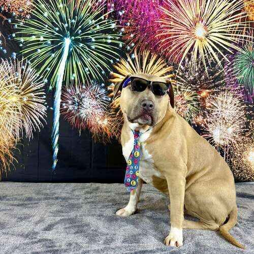 XL bully named Simba posing with fireworks for New Year photoshoot