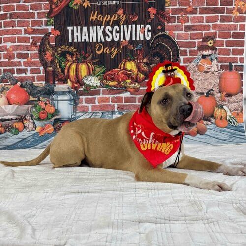 XL bully named Simba celebrating Thanksgiving during photoshoot