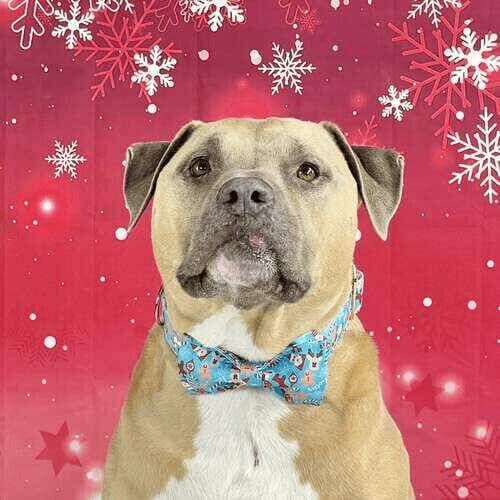 XL bully named Simba participating in holiday mini dog photoshoot