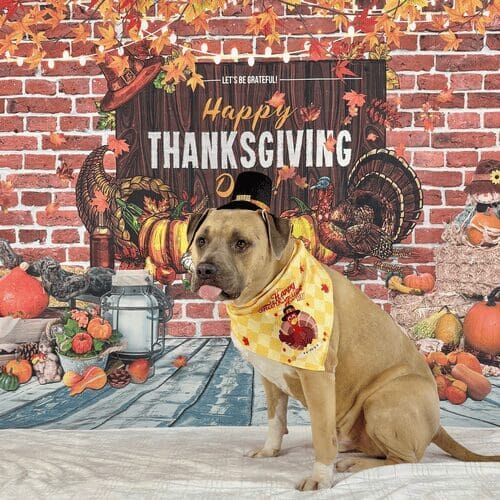 XL bully named Simba wearing pilgrim costume during Thanksgiving photoshoot