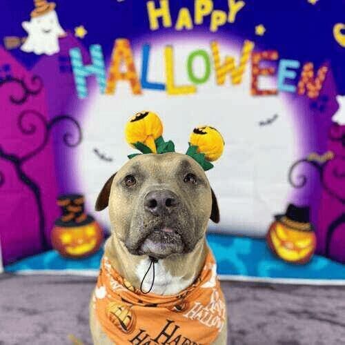 XL bully named Simba wearing pumpkin headband during Halloween photoshoot