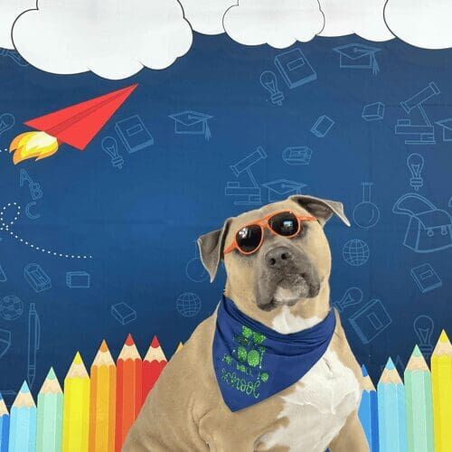 XL bully named Simba looking too cool for school in back to school themed photoshoot