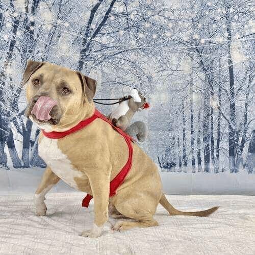 XL bully named Simba posing during winter dog photoshoot