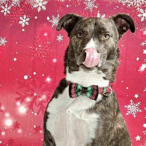 Brindle pitbull mix named Tigger posing during Christmas photoshoot