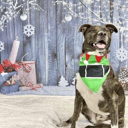 Brindle pitbull named Tigger participating in winter holiday dog photoshoot