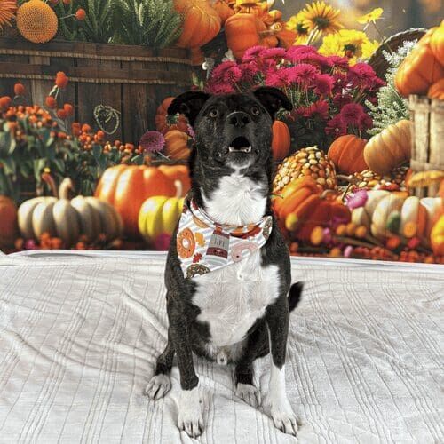 Brindle pitbull named Tigger participating in fall themed pet photoshoot