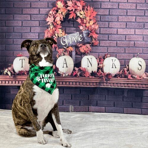Brindle pitbull named Tigger posing for Thanksgiving dog photoshoot
