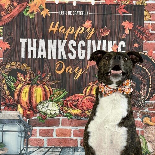 Dog named Tigger participating in Thanksgiving dog photoshoot
