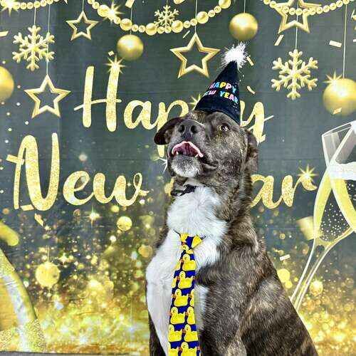 Pitbull named Tigger celebrating New Year during seasonal photoshoot