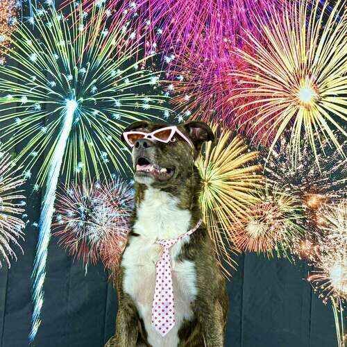 Pitbull mix named Tigger posing with fireworks for New Year dog photoshoot