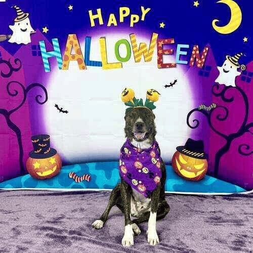 Pitbull mix named Tigger wearing Halloween costume during mini photoshoot