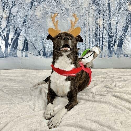 Dog named Tigger wearing reindeer costume during winter dog photoshoot