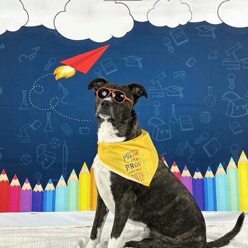 Rescue dog named Tigger posing in back to school themed photoshoot