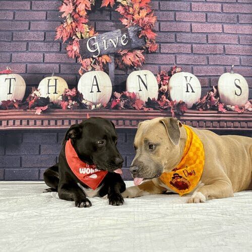 Two bully mixes giving kisses and thanks during a Thanksgiving dog photoshoot in Glendale, AZ