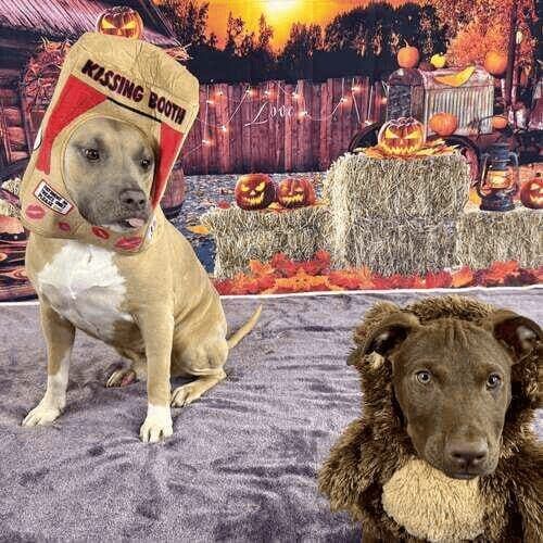 Two dogs sitting during a costume Halloween dog photoshoot in Glendale, AZ