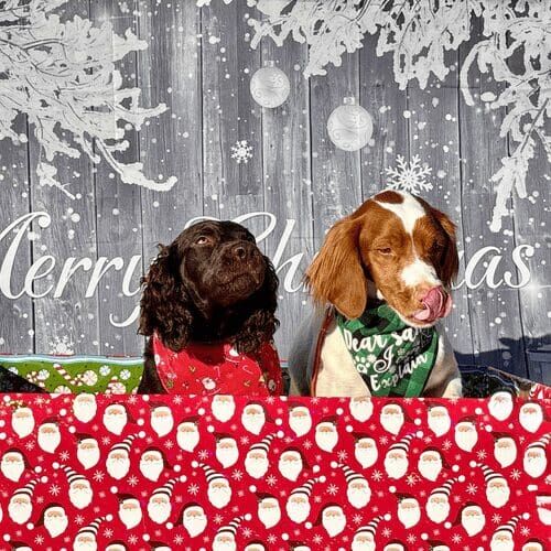 Two dogs posing inside gift box during Christmas dog photoshoot