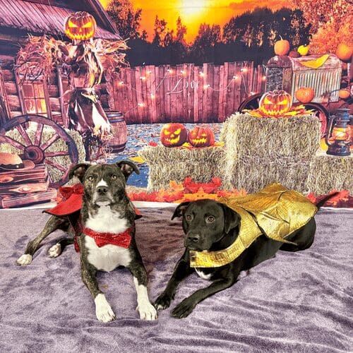Two dogs lying down in dragon costumes during Halloween photoshoot