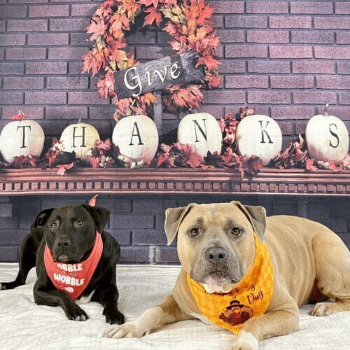 Two dogs participating in Thanksgiving mini dog photoshoot
