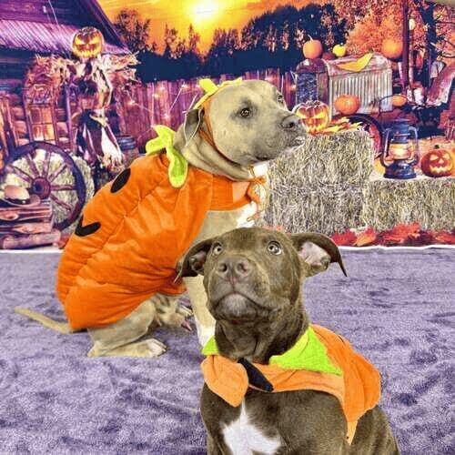 Two dogs wearing pumpkin costumes during Halloween pet photoshoot