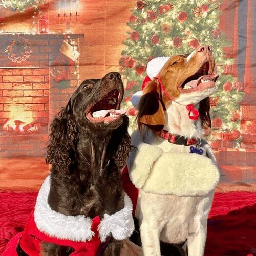 Two dogs smiling during Christmas holiday dog photoshoot