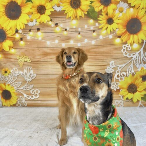 Two dogs posing in sunflower themed fall mini dog photoshoot