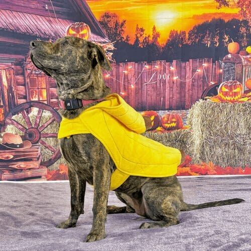 Brindle pitbull puppy named Willow wearing banana costume during Halloween photoshoot
