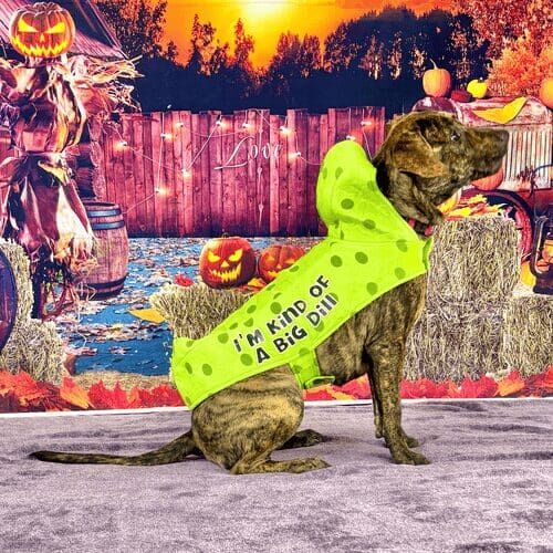 Brindle pitbull puppy named Willow wearing Big Dill Halloween costume during photoshoot