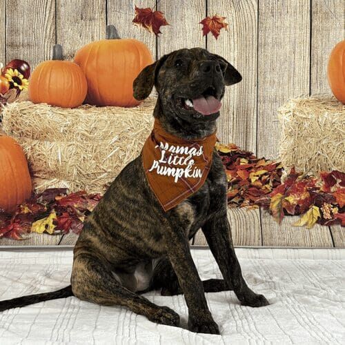 Brindle pitbull puppy named Willow posing during fall themed pet photography session