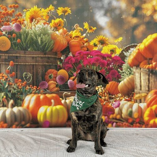 Brindle pitbull puppy named Willow participating in fall dog photoshoot