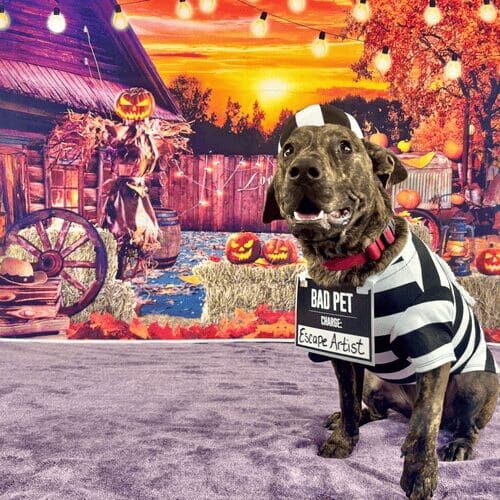 Brindle pitbull puppy named Willow wearing spider Halloween costume during seasonal dog photoshoot