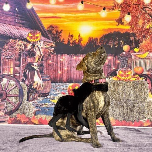 Brindle pitbull puppy named Willow wearing spider Halloween costume during seasonal dog photoshoot