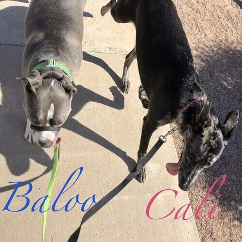 Two dogs walking perfectly together during a weekly dog walking visit in Glendale AZ