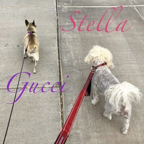 Gucci and Stella, two small dogs, walking politely with a FurBabies & Friends dog walker in Glendale AZ