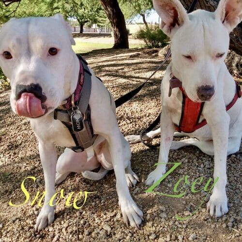 Zoey and Snow, two white Pit Bull mixes, sitting in the shade during a midday dog walk in Glendale AZ