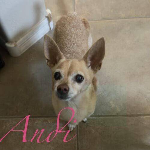 Andi the rescued senior Chihuahua during at-home pet sitting visits in Peoria AZ