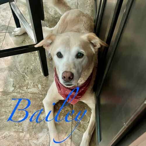 Bailey the senior yellow Lab during in-home pet sitting visits in Peoria AZ