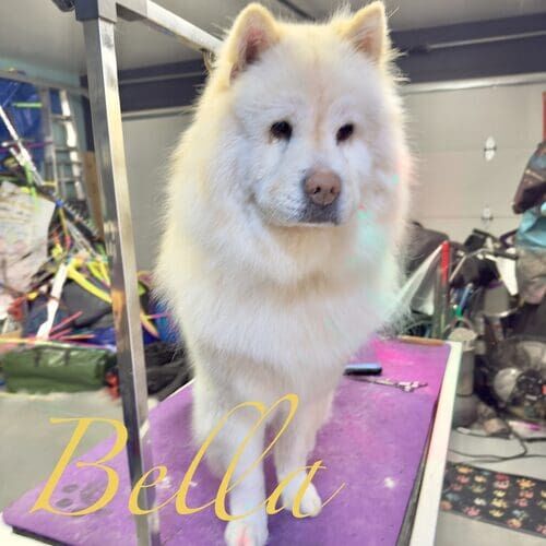 Bella the Chow Chow during dog bathing and de-shedding in Glendale AZ