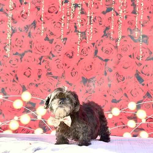 Bella the senior Shih Tzu during a professional Valentine's Day pet photoshoot in Glendale AZ