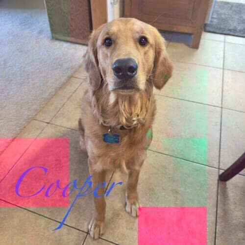 Cooper the Golden Retriever sitting perfectly during private in-home dog training in Glendale AZ