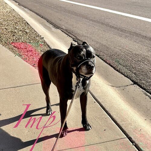 Imp the black Pit Bull during daily dog walking in Arrowhead Ranch AZ