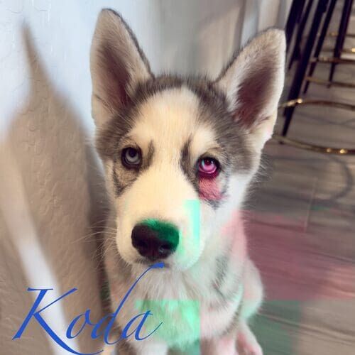 Koda the Husky puppy during private in-home positive puppy training in Peoria AZ