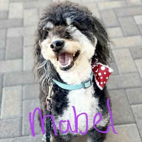 Mabel the doodle mix during leash reactivity training and leash manners in Phoenix AZ