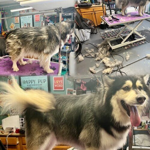 Maya the Husky mix before, during, and after dog bathing and de-shedding in Glendale AZ